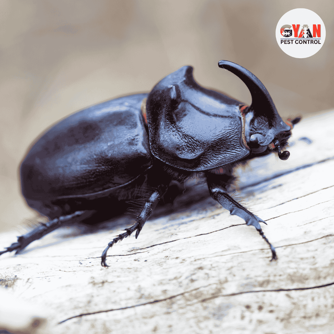 Beetles Control